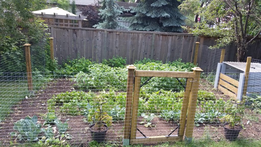 grow your own food in a backyard lasagna garden