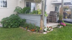 Self-watering garden bed on a back deck organic lawn spring 2021