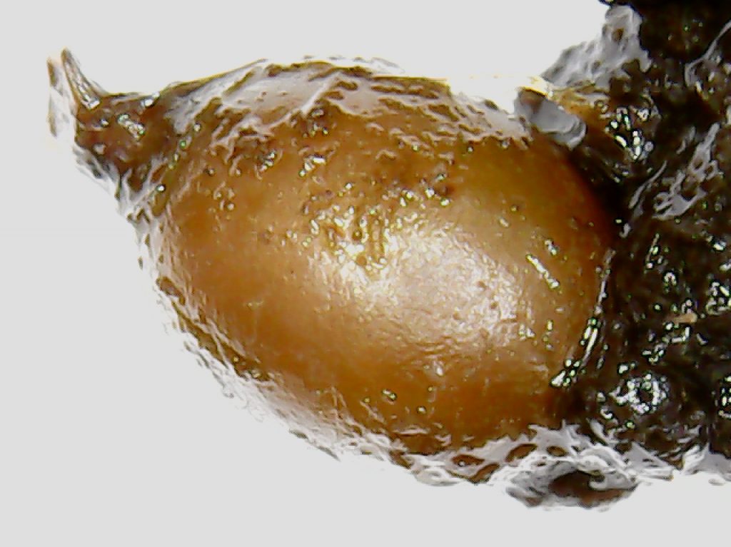 worm egg compost for small spaces