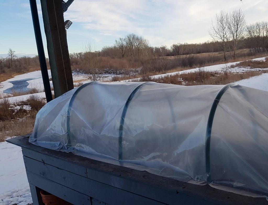 Spring garden cover spring lawn and garden tips
starting seeds with no room