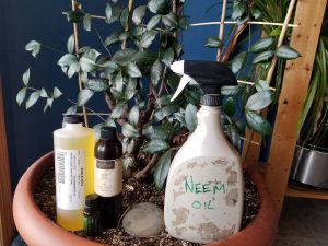 Neem oil application on Jasmin plant for gallery