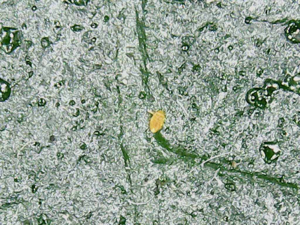 female path under the microscope