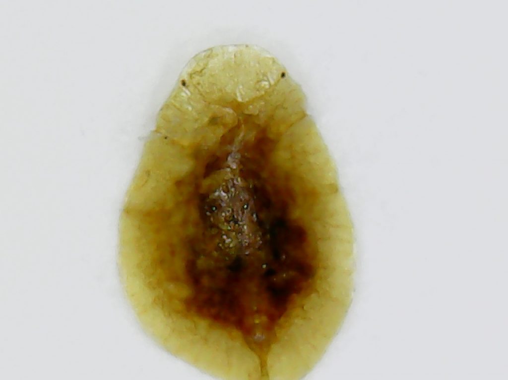 Scale adult female under the microscope