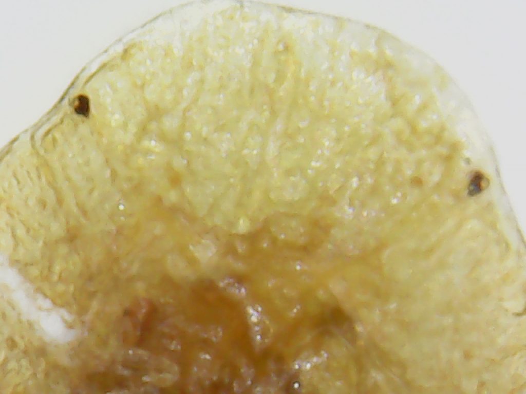 extreme close up under the microscope