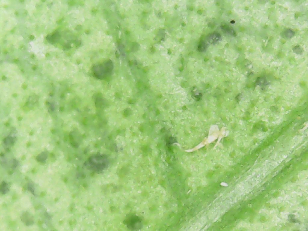 male scale fly under the microscope