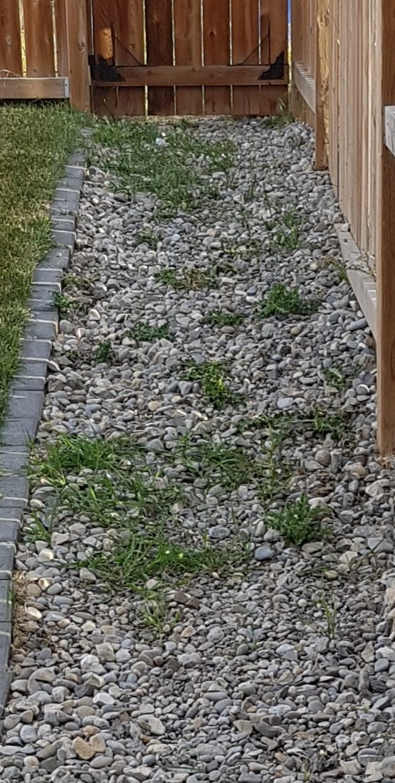 grass growing through rock mulch