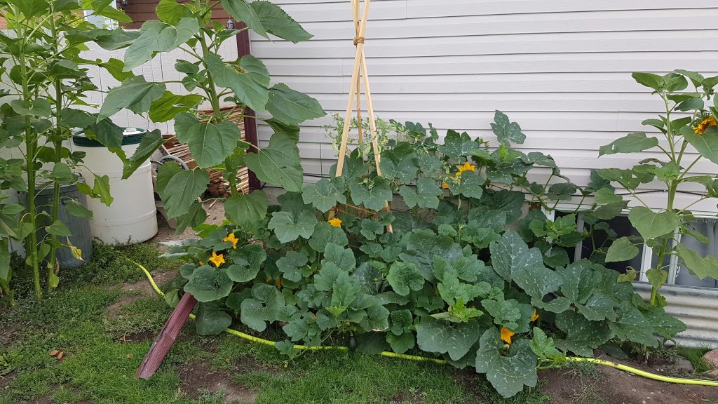 organic urban landcare redesign Our Urban Homestead Project