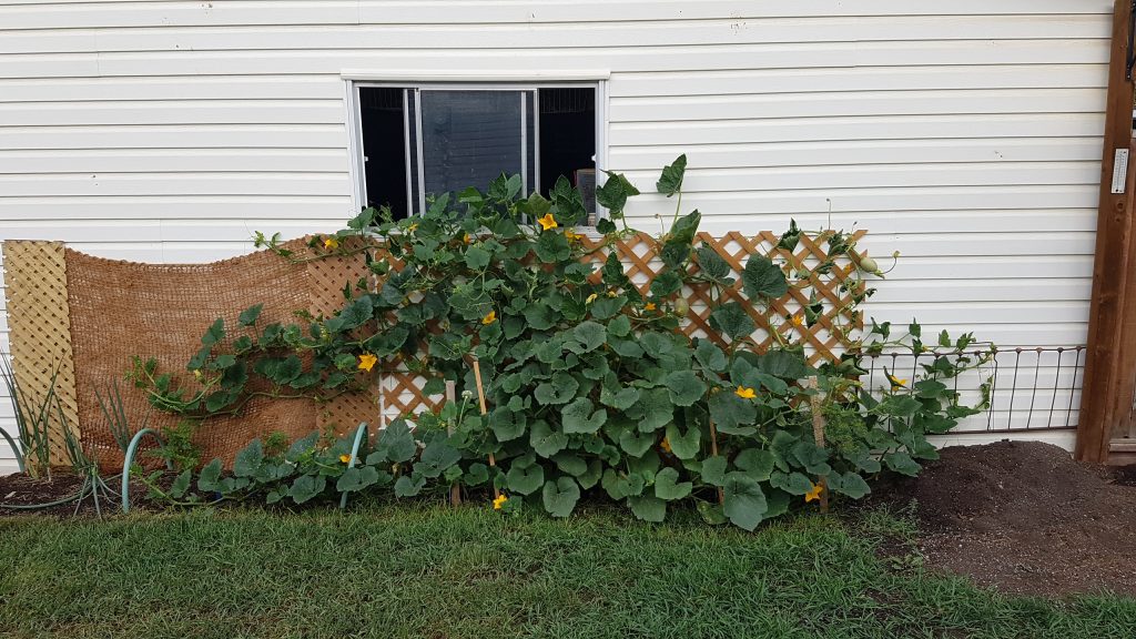 Our Urban Homestead Project