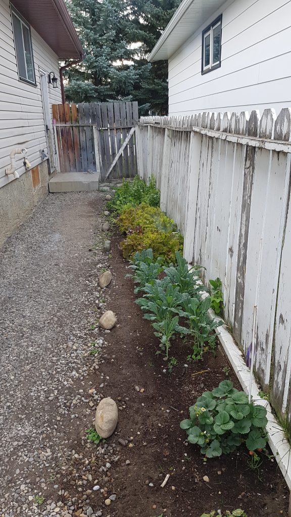organic urban landcare redesign