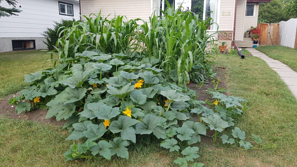 Why You Should Grow Roses On Your Urban Homestead - Healthy Fresh Homegrown