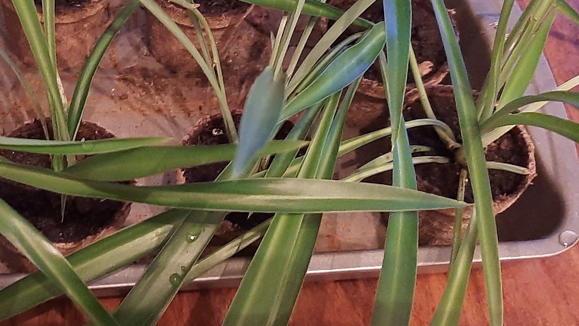 solid green spider plants