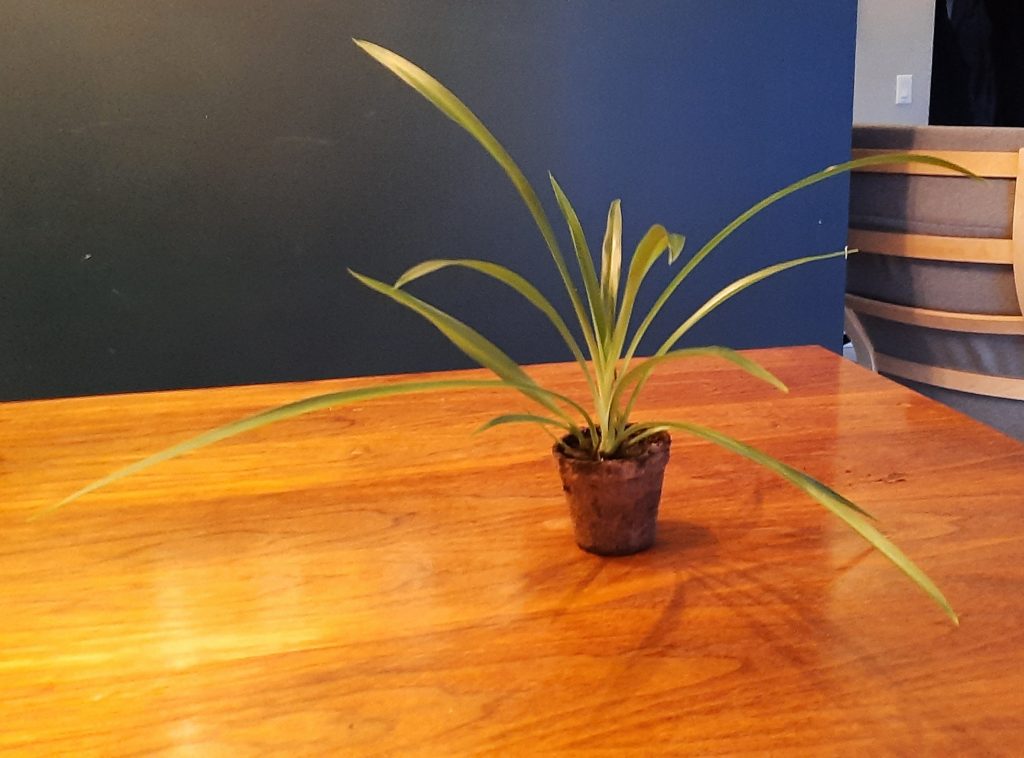 solid green spider plants