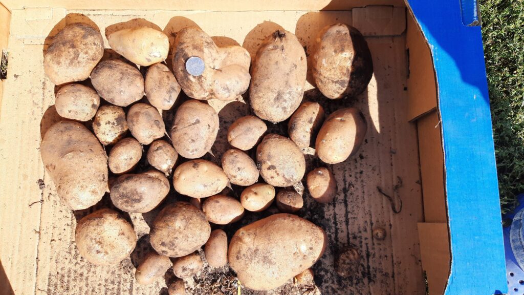 Growing our own food - Year 2
Potatoes