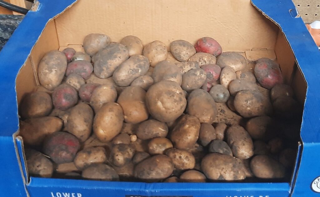 grow your own food - Year 2
Potatoes