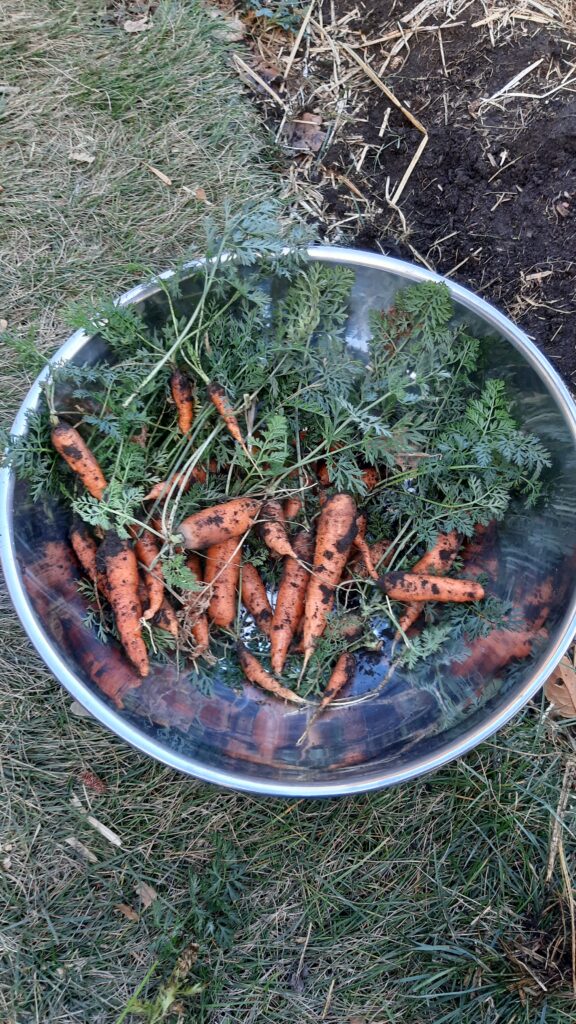 grow your own food - Year 2
