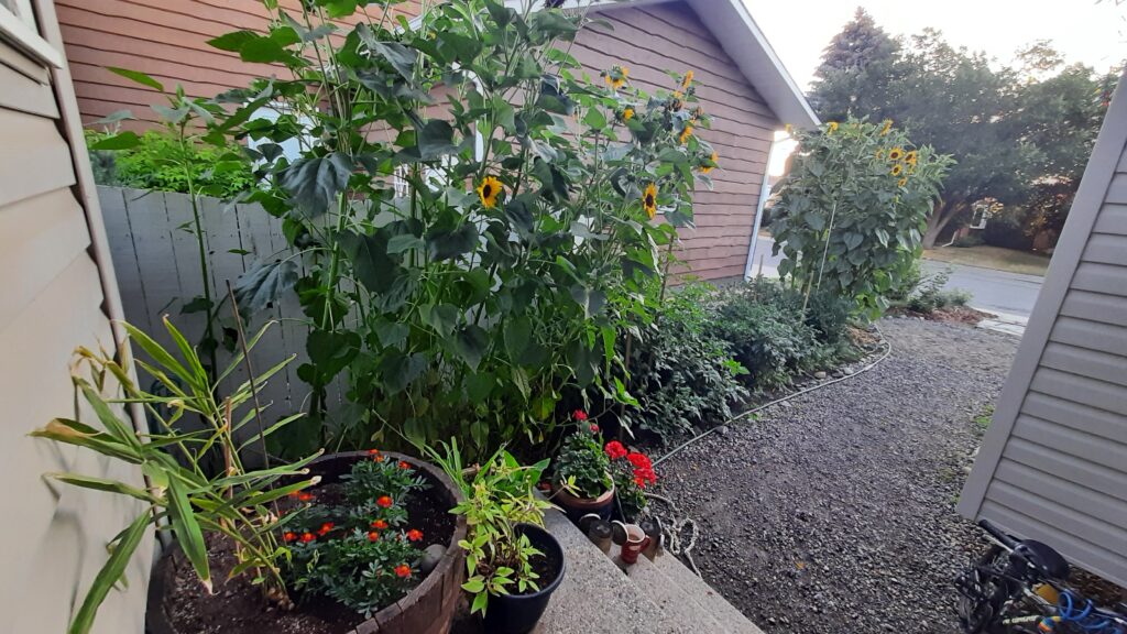 Growing Ginger indoors in the winter