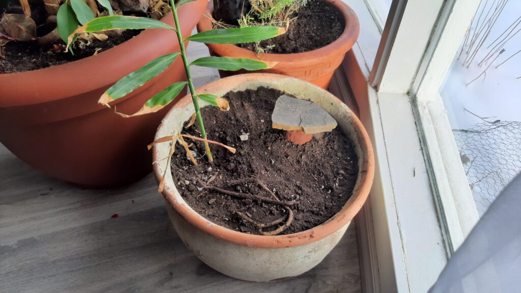 growing ginger indoors in the winter