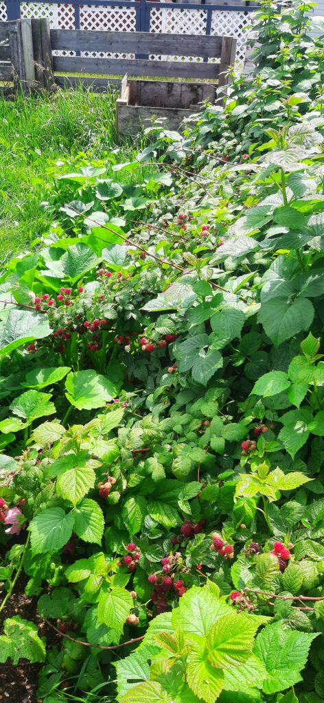 Finding balance raspberry patch. Solo parenting & solo gardening