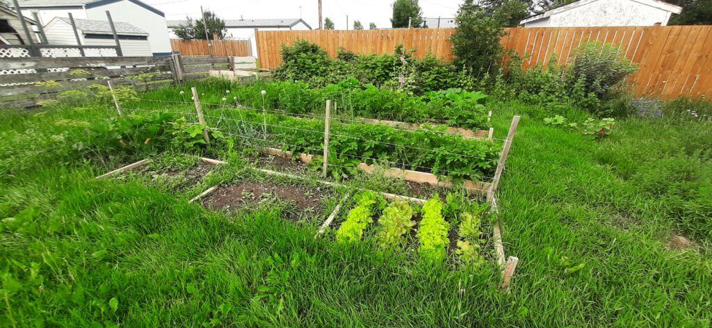 Finding balance garden overgrown Solo parenting & solo gardening 