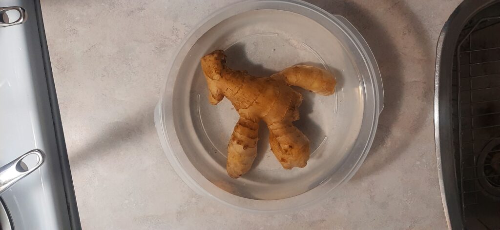 growing ginger indoors in the winter