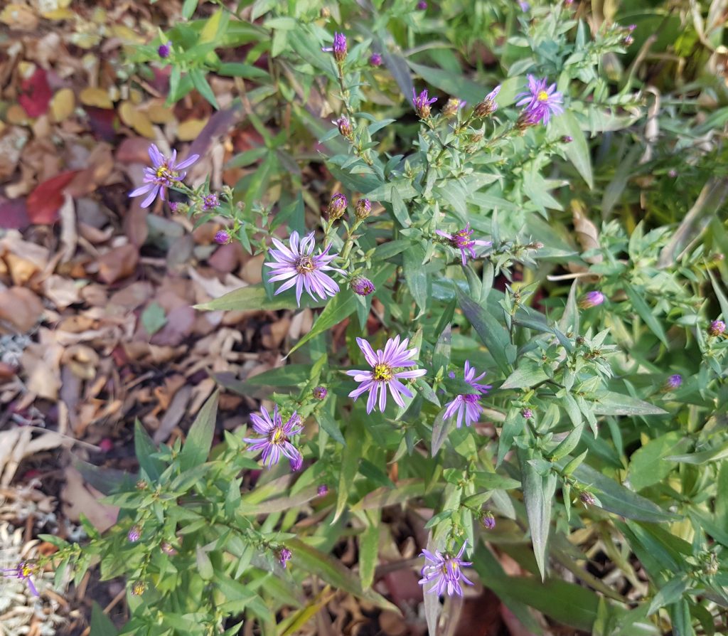 nectar providing plants
