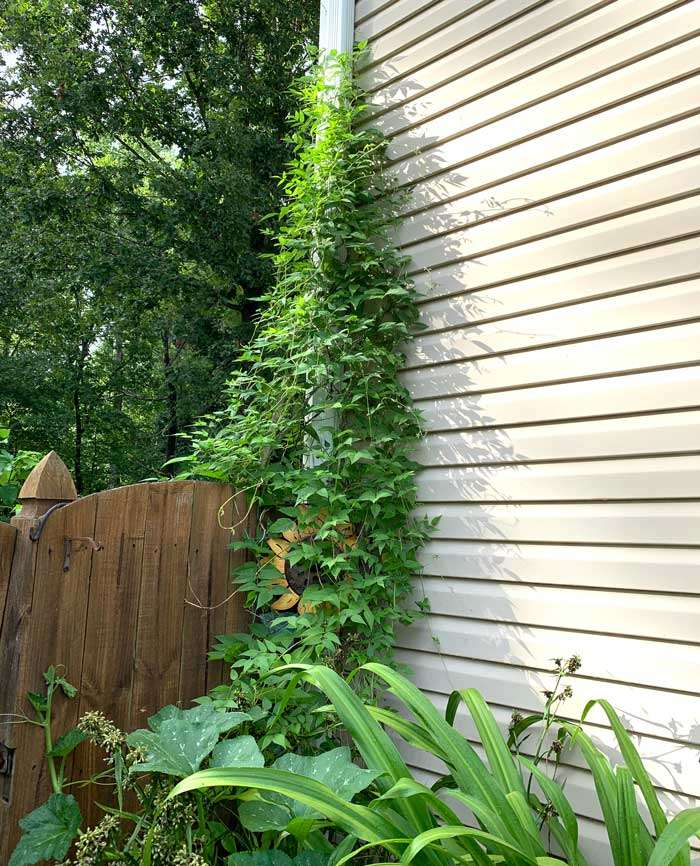 nitrogen fixing plants American groundnut