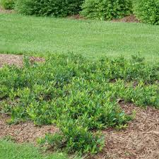 Aronia shade tolerant plants