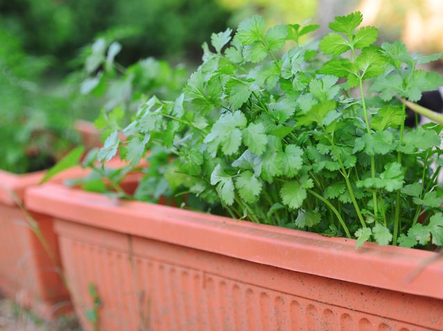 Cilantro