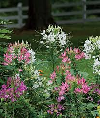 Cleome