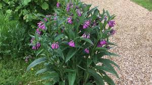 Comfrey barrier plants