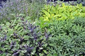 Culinary Sage Aromatic Pest Repelling Plant