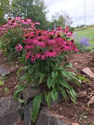 Echinacea