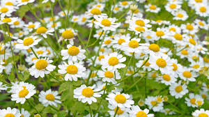 Feverfew ground cover plants