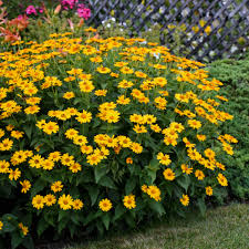 Heliopsis