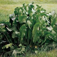 Horseradish Aromatic Pest Repelling Plant