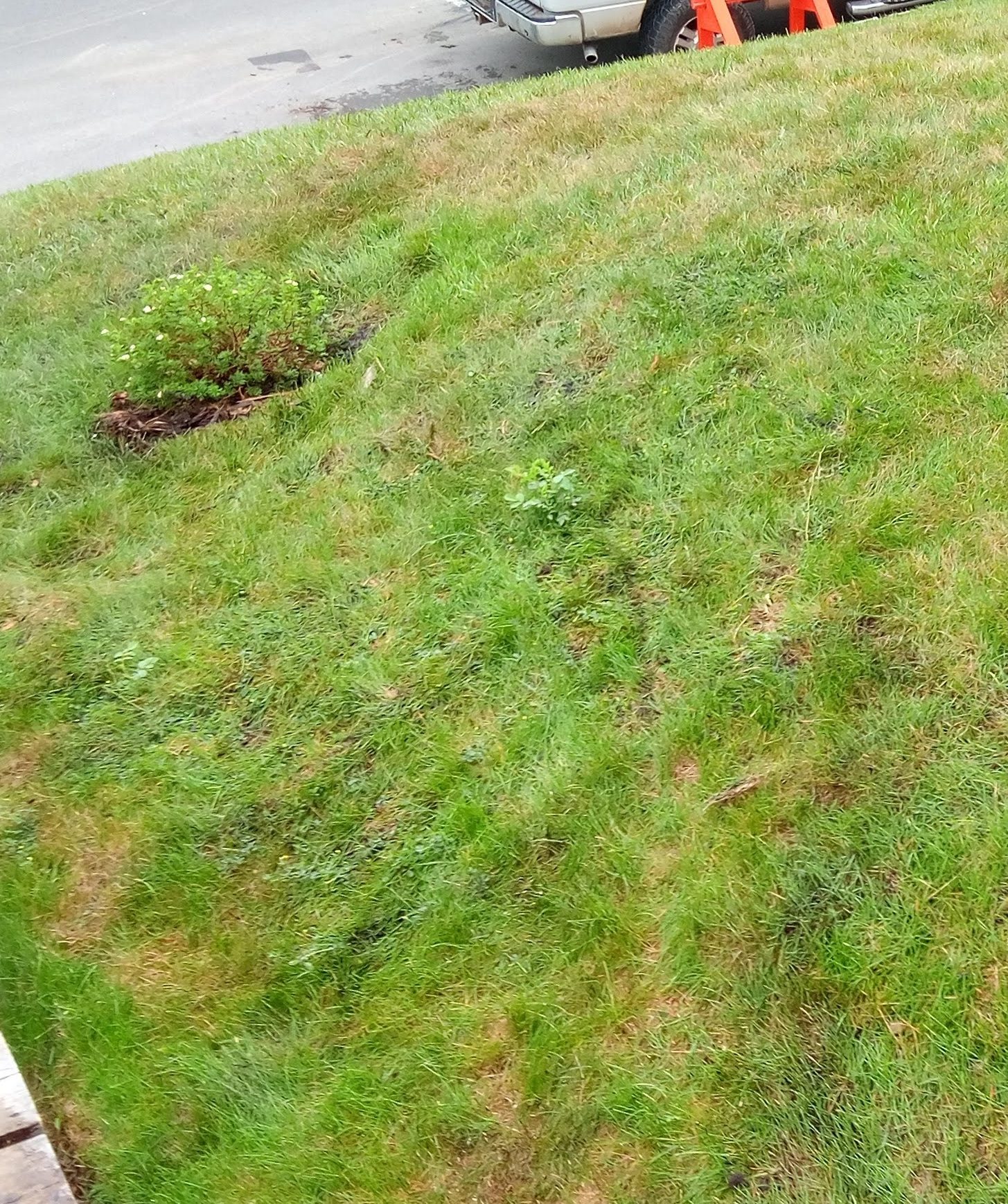 Organic Lawn Boost with Compost