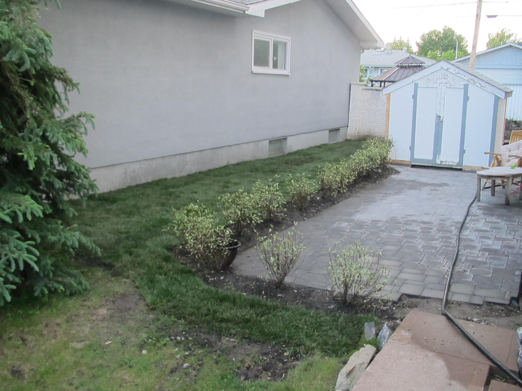 completed dogwood hedge