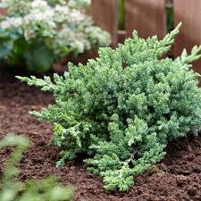 Juniper low maintenance plants