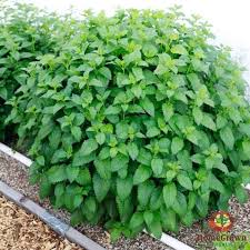 lemon balm insecticidal plants
