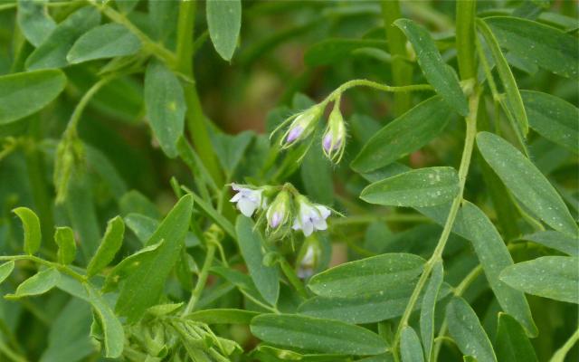lentils nitrogen fixing plants