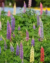 lupin nitrogen fixing plants