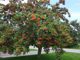 Drought Tolerant Plants ~ Eat MY Shrubs ~ Organic Gardens