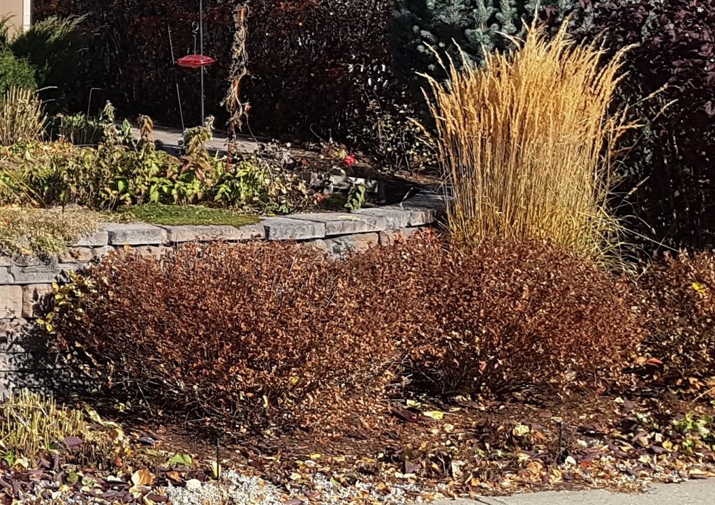 Fall shrubs left for wildlife after fall clean up