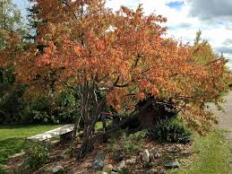 Pin cherry drought tolerant plant