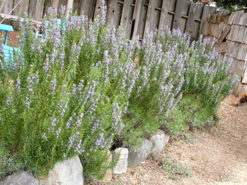 Rosemary