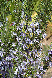 Rosemary insecticidal plants