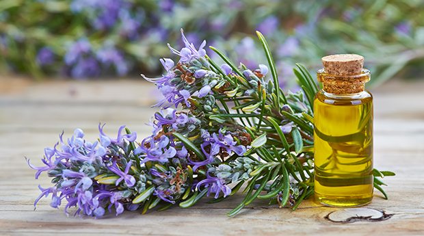 rosemary essential oil Essential Oils Garden Blends