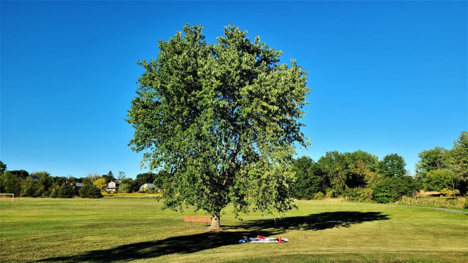 wet soil tolerant plants