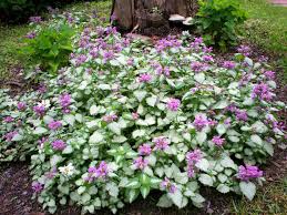 Lamium drought tolerant plants