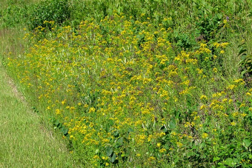 St. John's wort erosion control plants